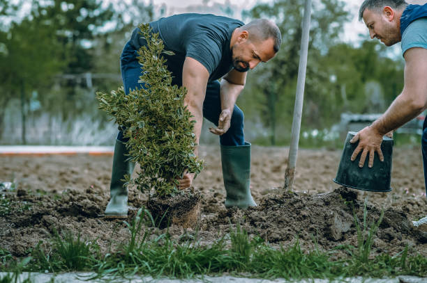 Best Root Management and Removal  in Earlvle, IL