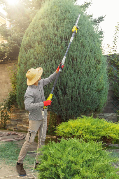 Best Lawn Watering Services  in Earlvle, IL